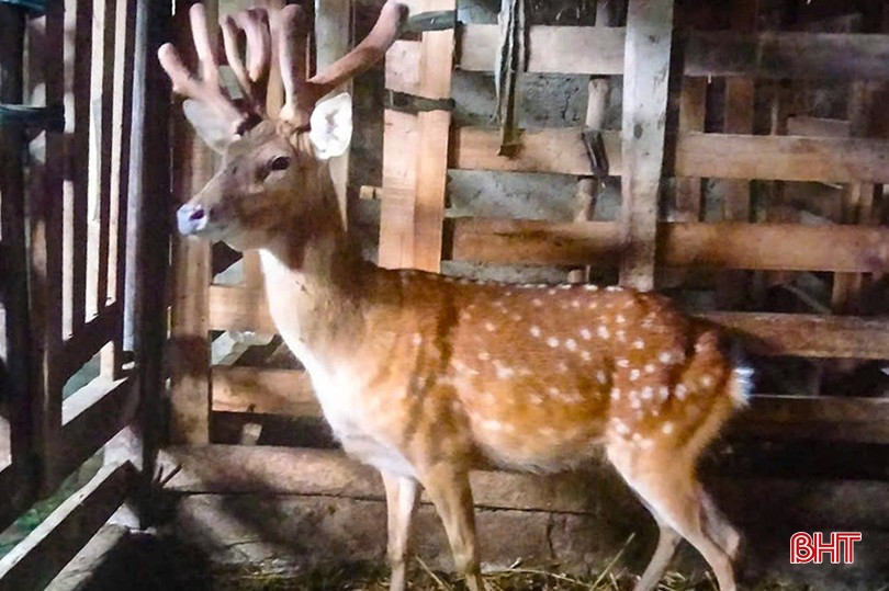 Tháng 2/2025, gia đình anh Nguyễn Thành Mậu (SN 1988) ở thôn Bảo Trung, xã Quang Diệm, huyện Hương Sơn, tỉnh Hà Tĩnh gây chú ý khi nuôi con hươu độc lạ có đến 3 sừng, 6 nhánh. Theo gia đình, con hươu này đã nuôi được 5 năm và đây là lần đầu tiên mọc 3 đế nhung riêng biệt, phát triển tốt và cho ra 3 sừng, 6 nhánh lộc. Ảnh: Báo Hà Tĩnh.