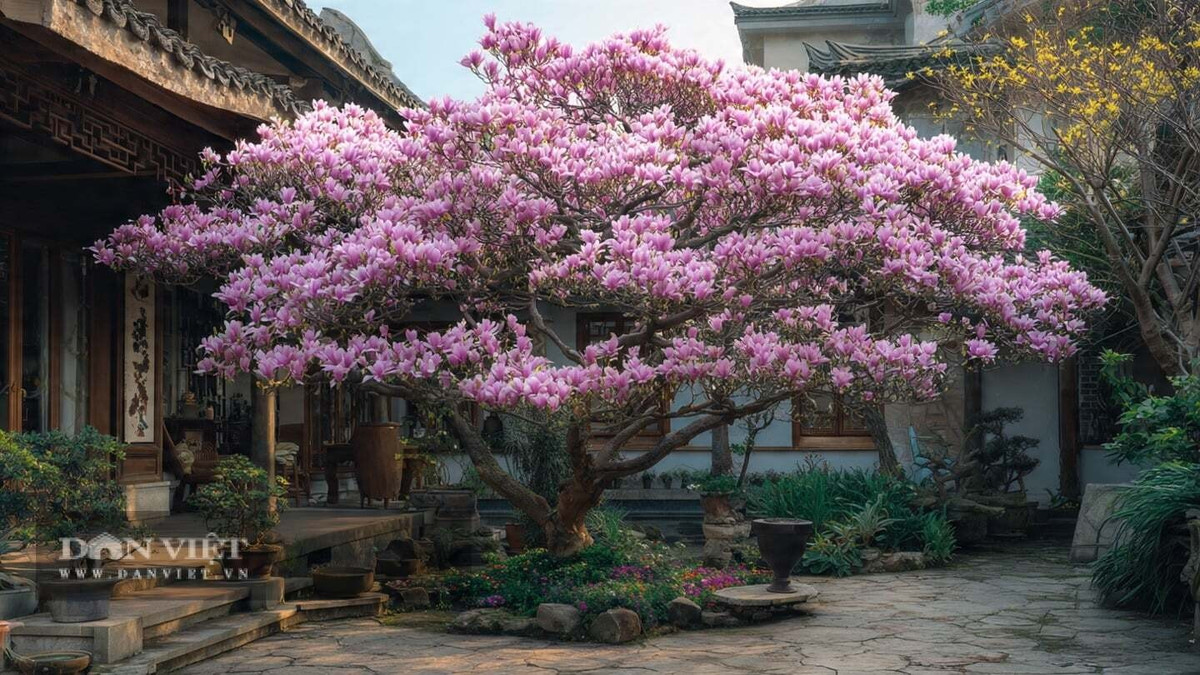 Mộc lan bỗng thành “trend Tết 2026”: Chỉ vài năm trở lại đây, mộc lan nổi lên như một xu hướng decor Tết sang trọng, thay thế dần đào – quất truyền thống trong nhiều gia đình.