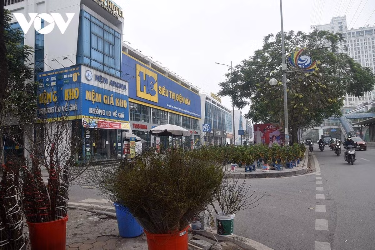 Đào, quất được kê sát mép đường, xen lẫn dòng phương tiện qua lại, gây cản trở giao thông trong giờ cao điểm.