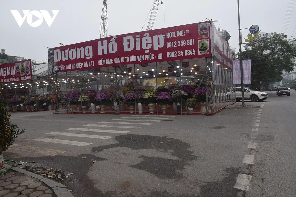 Một điểm bán hoa lan Hồ Điệp nằm trọn dưới lòng đường.