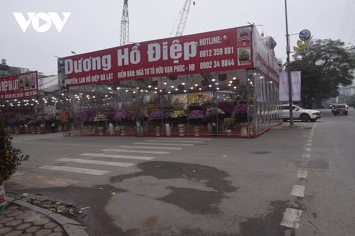 Một điểm bán hoa lan Hồ Điệp nằm trọn dưới lòng đường.