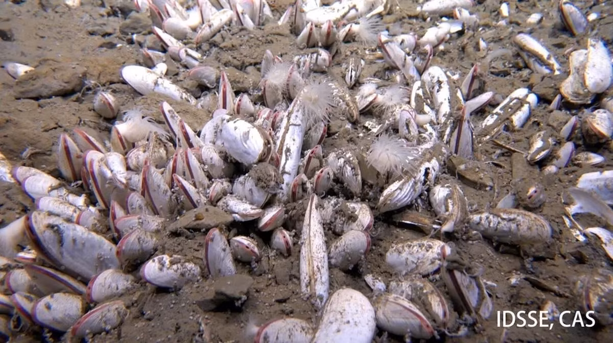 Các nhà khoa học giải thích thêm về hóa tổng hợp (chemosynthesis) là quá trình sinh vật sản sinh năng lượng từ phản ứng hóa học, không cần ánh sáng. Quá trình này thường thấy ở các miệng phun thủy nhiệt dưới đáy biển hoặc nơi có khí độc rò rỉ như methane, hydro sulfua. Ảnh: Institute of Deep-sea Science and Engineering, CAS (IDSSE, CAS).