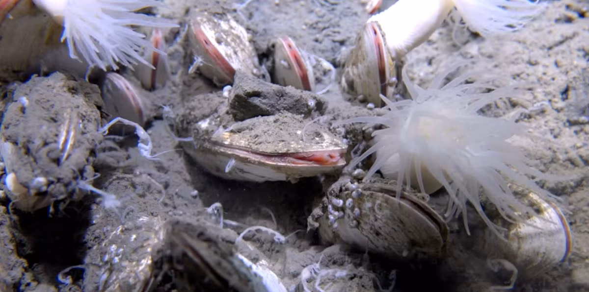 Các sinh vật chủ đạo mới phát hiện trong chuyến thám hiểm gồm giun ống dài 20 - 30cm, có màu đỏ, trắng hoặc xám và nghêu biển trắng dài tới 23 cm. Một số loài sinh vật có thể chưa từng được khoa học ghi nhận. Ảnh: oceanographicmagazine.com.