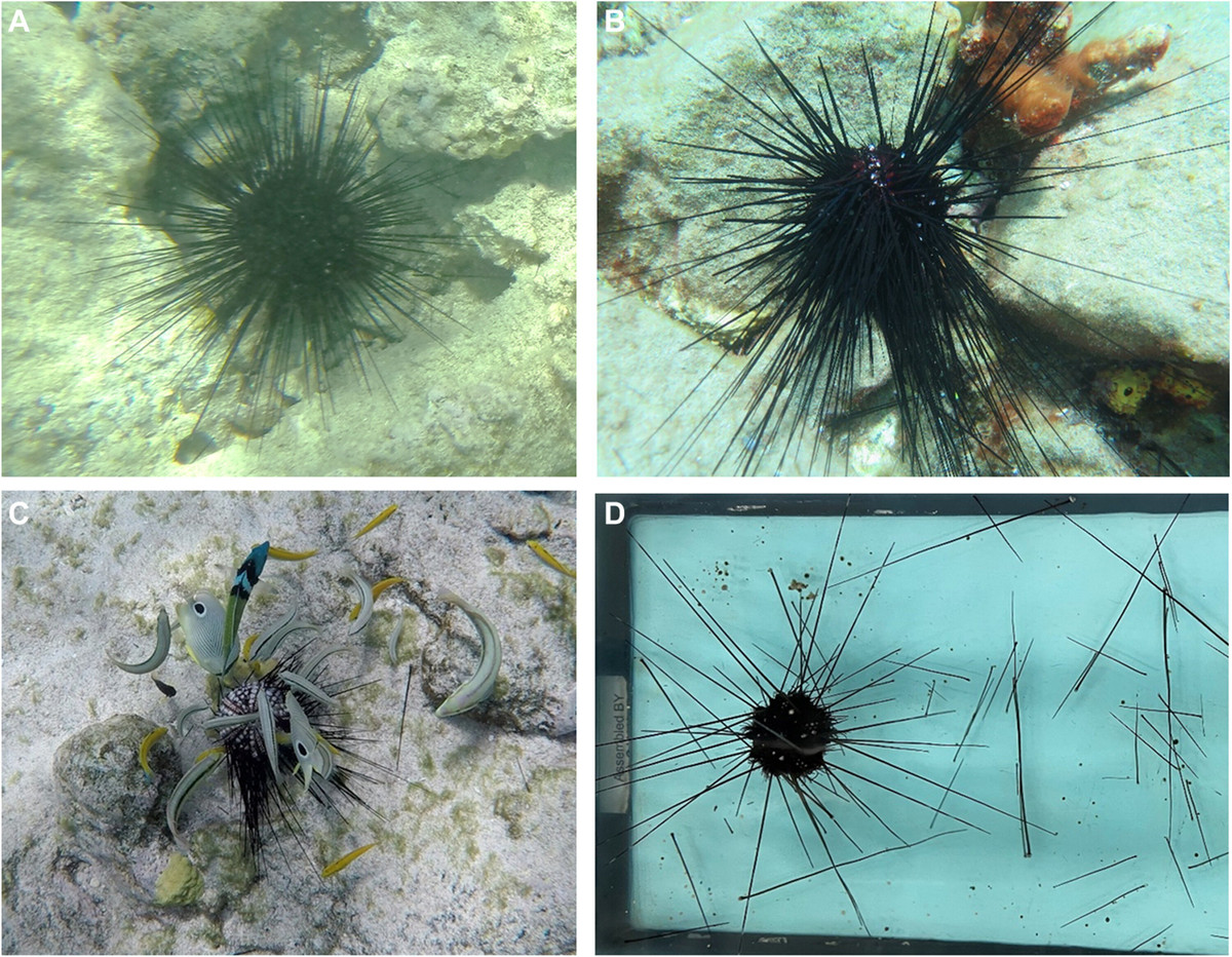 Các nhà nghiên cứu của Đại học Tel Aviv đã phân loại năm nguyên nhân chính của những sự kiện này. Trong đó, 33% do mầm bệnh; 25% do sự kiện thảm họa như bão, thiếu oxy; 24% do nhiệt độ cực đoan; 11% do hiện tượng tảo nở hoa và 7% do hoạt động của con người (ví dụ như ô nhiễm, phá hủy môi trường sống). Ảnh: science.org.