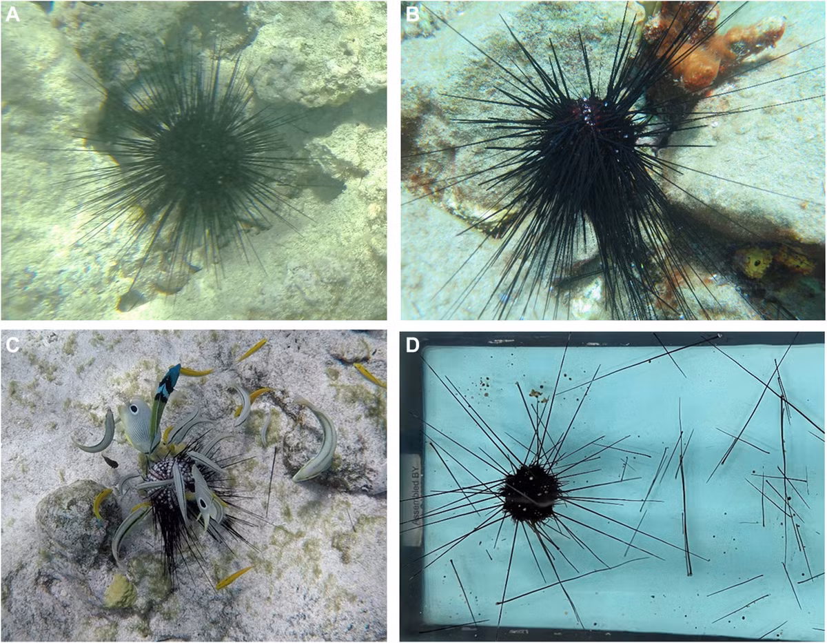 Các nhà nghiên cứu của Đại học Tel Aviv đã phân loại năm nguyên nhân chính của những sự kiện này. Trong đó, 33% do mầm bệnh; 25% do sự kiện thảm họa như bão, thiếu oxy; 24% do nhiệt độ cực đoan; 11% do hiện tượng tảo nở hoa và 7% do hoạt động của con người (ví dụ như ô nhiễm, phá hủy môi trường sống). Ảnh: science.org.