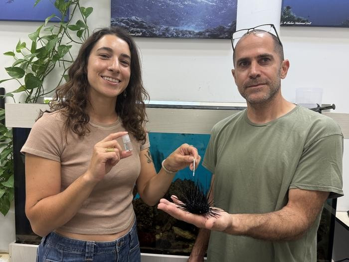 Đồng thời, các chuyên gia phát triển một phương pháp lấy mẫu gene tiên tiến trong môi trường biển - sử dụng tăm bông tương tự như xét nghiệm COVID-19, cho phép theo dõi nhanh chóng và không xâm lấn các loài động vật biển và dịch bệnh dưới nước. Ảnh: Tel Aviv University.