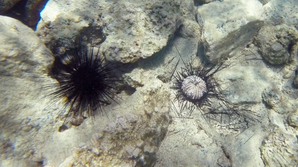 Trong nhiều trường hợp, tỷ lệ tử vong không liên quan trực tiếp đến nhiệt độ bởi vì một số loài nhím biển sống trong môi trường thậm chí còn ấm hơn. Mặc dù biến đổi khí hậu gây căng thẳng môi trường nhưng không phải mọi đợt tử vong đều liên quan trực tiếp đến nhiệt độ. Nước ấm làm giảm oxy và tăng hoạt động của mầm bệnh, tạo nên "công thức tử thần". Ảnh: I. Hewson/Cornell Univ.