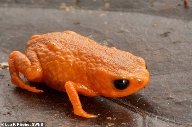 Loài cóc mới được các nhà sinh vật học phát hiện sâu trong những khu rừng mây thuộc dãy núi Serra do Quiriri ở phía nam Rừng Đại Tây Dương của Brazil.