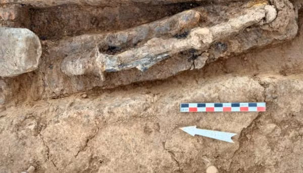 Một "bulla" đã được tìm thấy trong ngôi mộ. Đây có thể là một loại bùa hộ mệnh đặc biệt được trao cho bé trai ở La Mã thời cổ đại 9 ngày sau khi chào đời. Đứa trẻ sẽ đeo "bulla"cho đến khi trưởng thành với tư cách công dân La Mã vào khoảng 16 tuổi. Ảnh: Patrick Ernaux/Inrap.