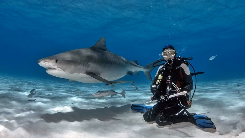 Thêm nữa, nhóm nghiên cứu ghi nhận sự thay đổi ở một số chỉ số sinh lý quan trọng của cá mập. Những cá thể có chứa các hợp chất trên cho thấy sự khác biệt về triglyceride (mỡ máu), ure và lactate (chỉ dấu liên quan đến chuyển hóa và stress sinh lý). Ảnh: Shutterstock.