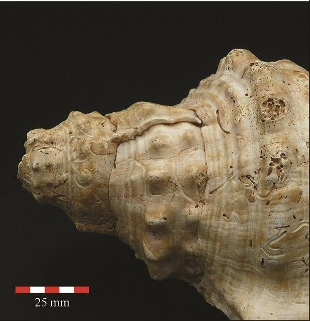 Nhóm nghiên cứu đã công bố kết quả thí nghiệm cho thấy 8 chiếc vỏ sò vẫn phát tiếng tốt. Khi thổi, chúng tạo ra âm thanh mạnh, có thể truyền đi xa.