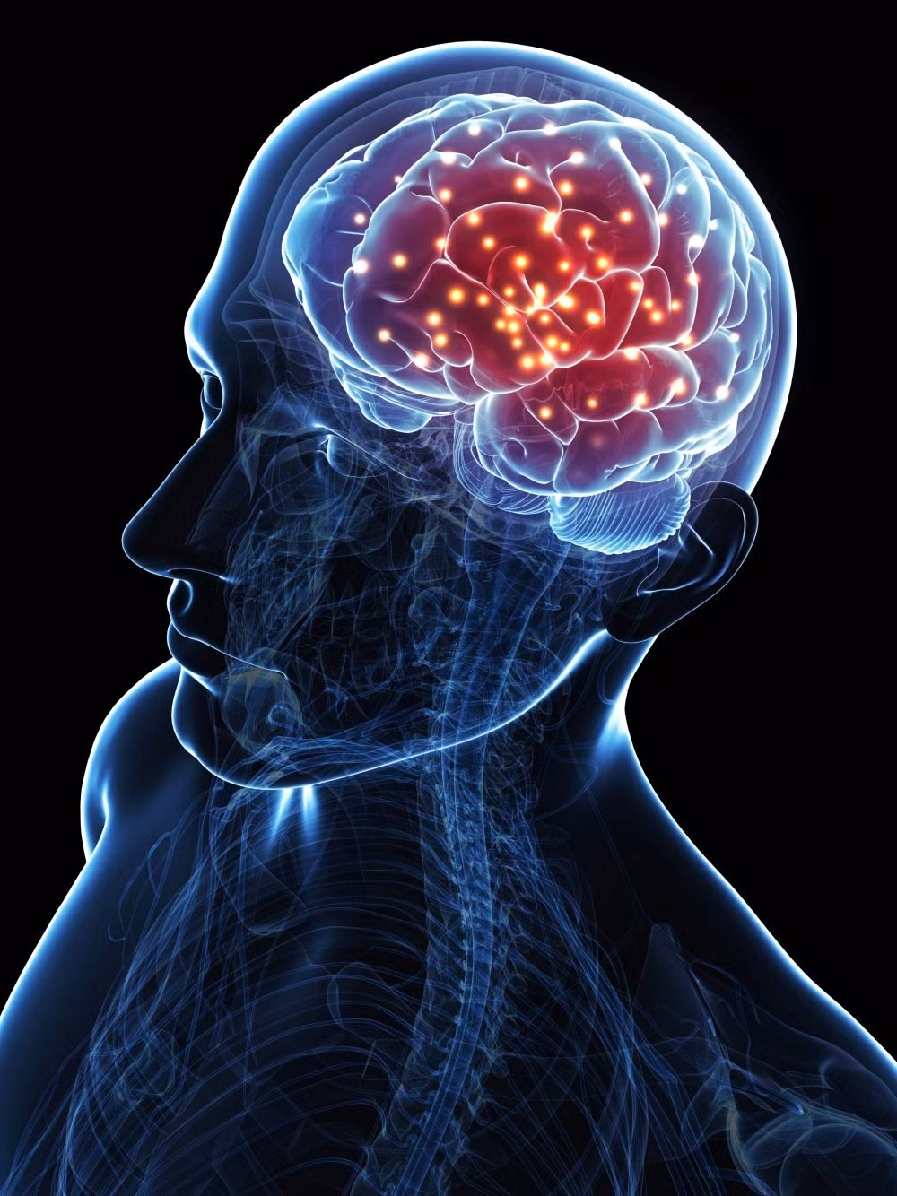 Theo nhóm nghiên cứu, độ tuổi sinh học của các cơ quan trong cơ thể được so sánh với hồ sơ sức khỏe của người tham gia trong suốt thời gian theo dõi, kéo dài tối đa 17 năm. Kết quả cho thấy càng nhiều cơ quan bị lão hóa, nguy cơ tử vong trong giai đoạn này càng cao. Ảnh: SCIEPRO / Getty Images.