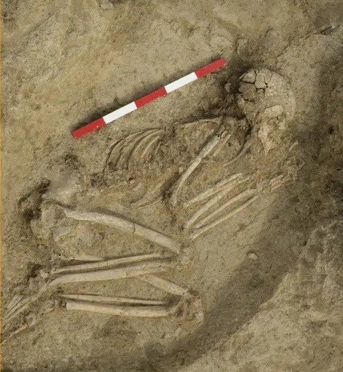 Các vết cắt trên xương sư tử được khai quật tại các khu định cư thời tiền sử trên bờ biển Biển Đen cho thấy con người thỉnh thoảng ăn thịt chúng. Phân tích hài cốt của nam thiếu niên này cho thấy con sư tử đã quật ngã cậu xuống đất trước khi cắn vào đầu cậu nhiều lần. Ảnh: Veselin Danov.