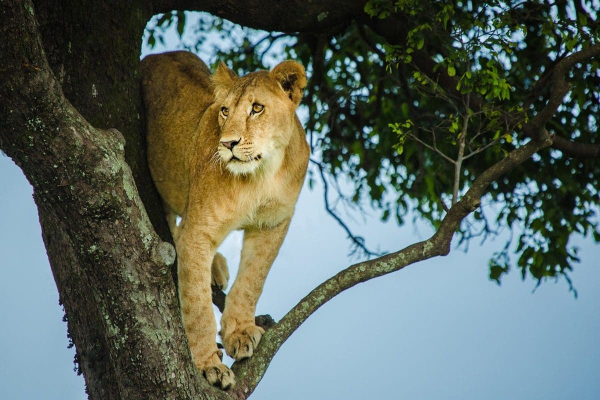 Trên hộp sọ của thiếu niên có dấu hiệu rõ ràng cho thấy cậu đã được chăm sóc y tế sau vụ tấn công. Tuy nhiên, cậu chỉ sống thêm được khoảng 2 - 3 tháng. Trong thời gian đó, cậu có khả năng nhận được nhiều sự giúp đỡ, chăm sóc từ những người khác trong cộng đồng. Ảnh: go2africa.com.