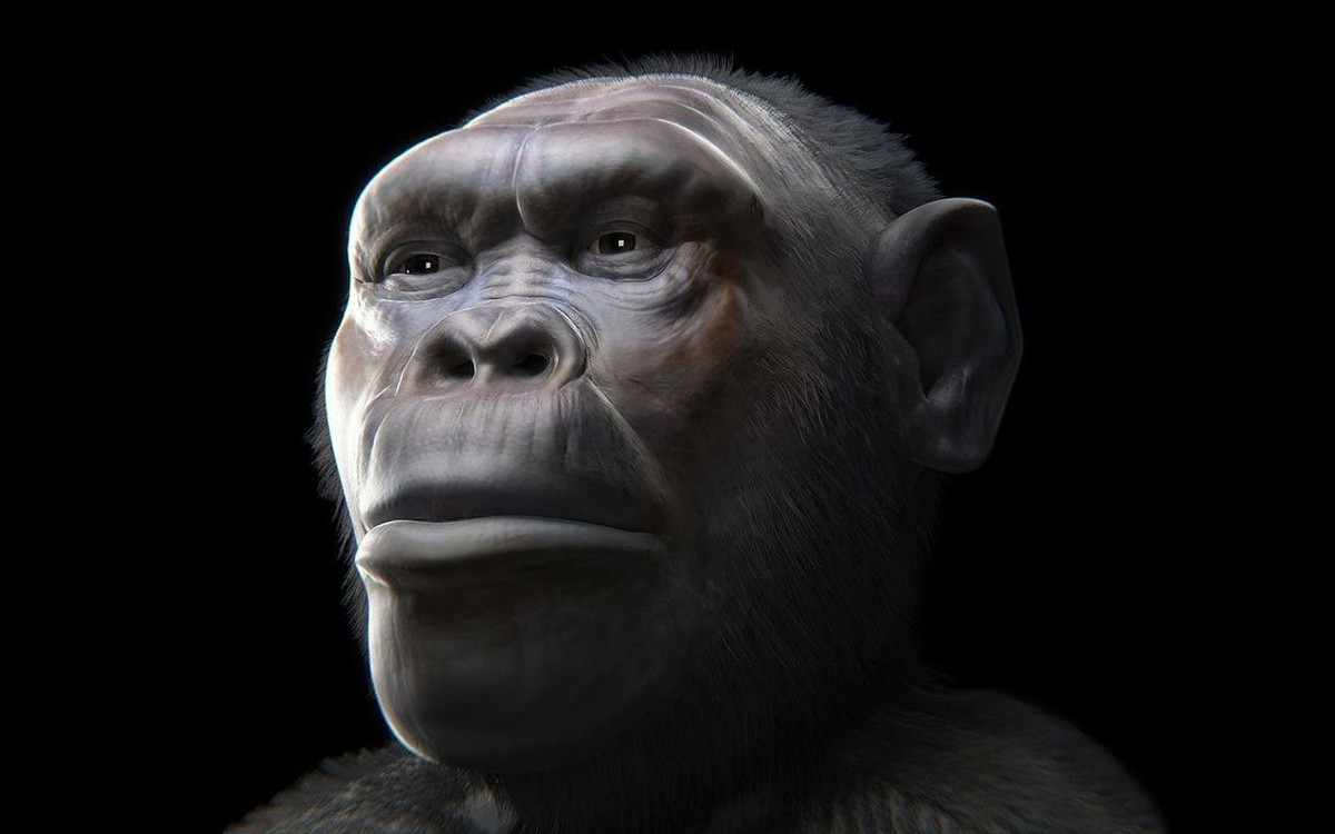 Các hóa thạch của Homo erectus được khai quật tại di chỉ Dmanisi ở Georgia trong nhiều năm qua đã giúp các nhà khoa học có những giải mã bất ngờ về lịch sử tiến hóa của loài người. Homo erectus, tức Người đứng thẳng, là một loài cùng chi Homo (chi Người) với Homo sapiens chúng ta và đã tuyệt chủng. Ảnh: Cicero Moraes et al. (Luca Bezzi, Nicola Carrara, Telmo Pievani) via Wikimedia / CC BY 4.0.