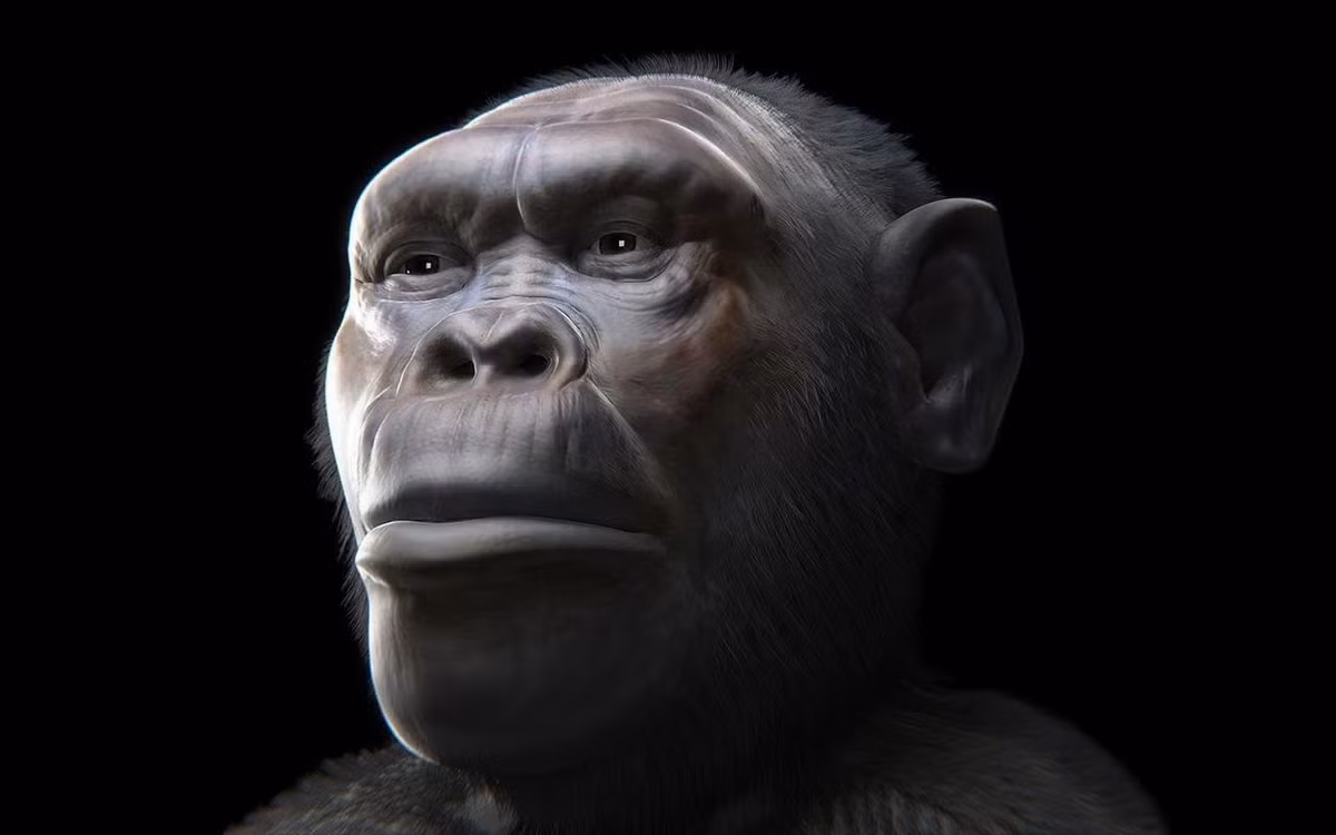 Các hóa thạch của Homo erectus được khai quật tại di chỉ Dmanisi ở Georgia trong nhiều năm qua đã giúp các nhà khoa học có những giải mã bất ngờ về lịch sử tiến hóa của loài người. Homo erectus, tức Người đứng thẳng, là một loài cùng chi Homo (chi Người) với Homo sapiens chúng ta và đã tuyệt chủng. Ảnh: Cicero Moraes et al. (Luca Bezzi, Nicola Carrara, Telmo Pievani) via Wikimedia / CC BY 4.0.
