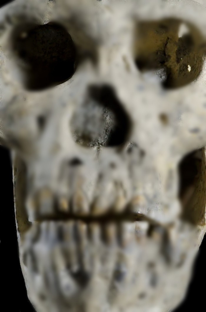 Từ đây, nhóm nghiên cứu cho rằng, những bằng chứng trên cho thấy loài người Homo erectus đã đi cùng ít nhất 2 loài người khác khi rời khỏi châu Phi vào 1,8 triệu năm trước. Ảnh: Guram Bumbiashvili, Georgian National Museum.