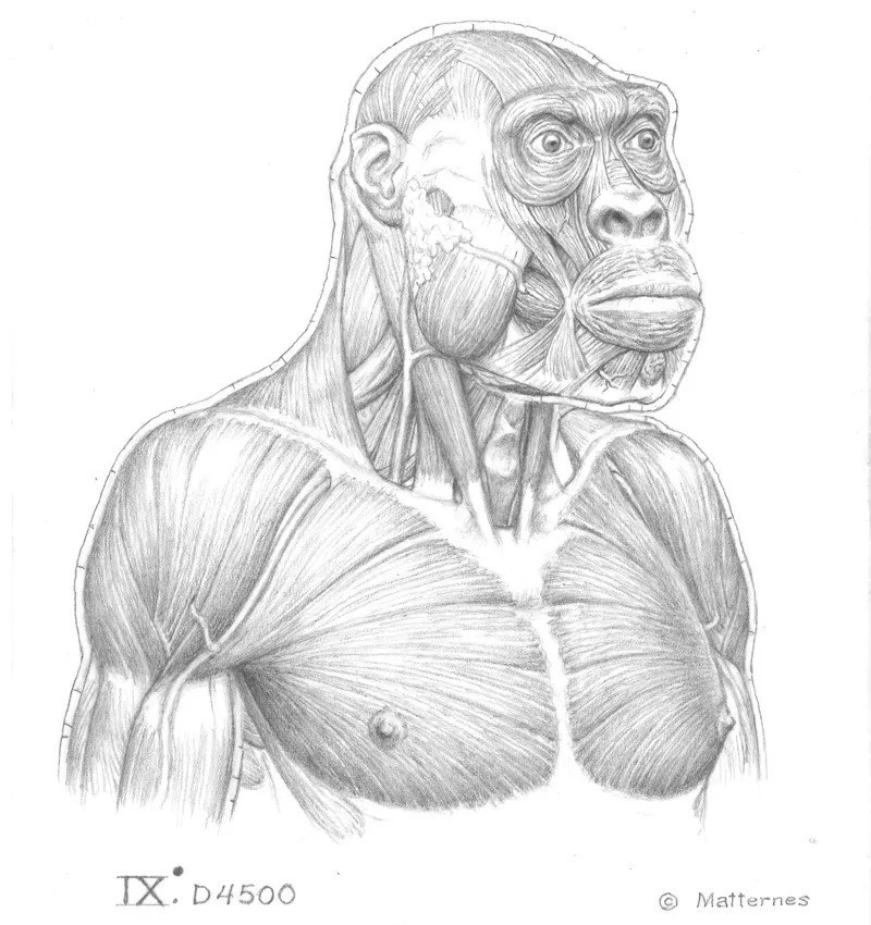 Loài người bí ẩn thứ hai được đề xuất đặt tên là Homo caucasi với các đặc điểm khá tương đồng với loài người hiện đại hơn. Ảnh: Art courtesy of J.H. Matternes.