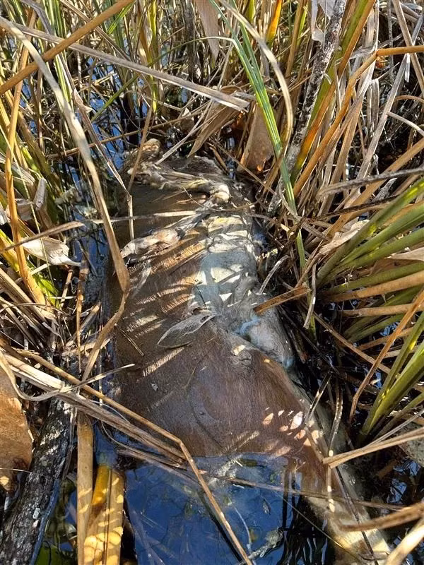 Con trăn Miến Điện (Python bivittatus) đã nôn ra toàn bộ con hươu đuôi trắng (Odocoileus virginianus) sau khi nhiệt độ ở Nam Florida giảm xuống 9,4 độ C vào cuối năm 2024, thấp hơn nhiều so với nhiệt độ ưa thích của loài này. Ảnh: Travis Mangione, U.S. National Park Service.