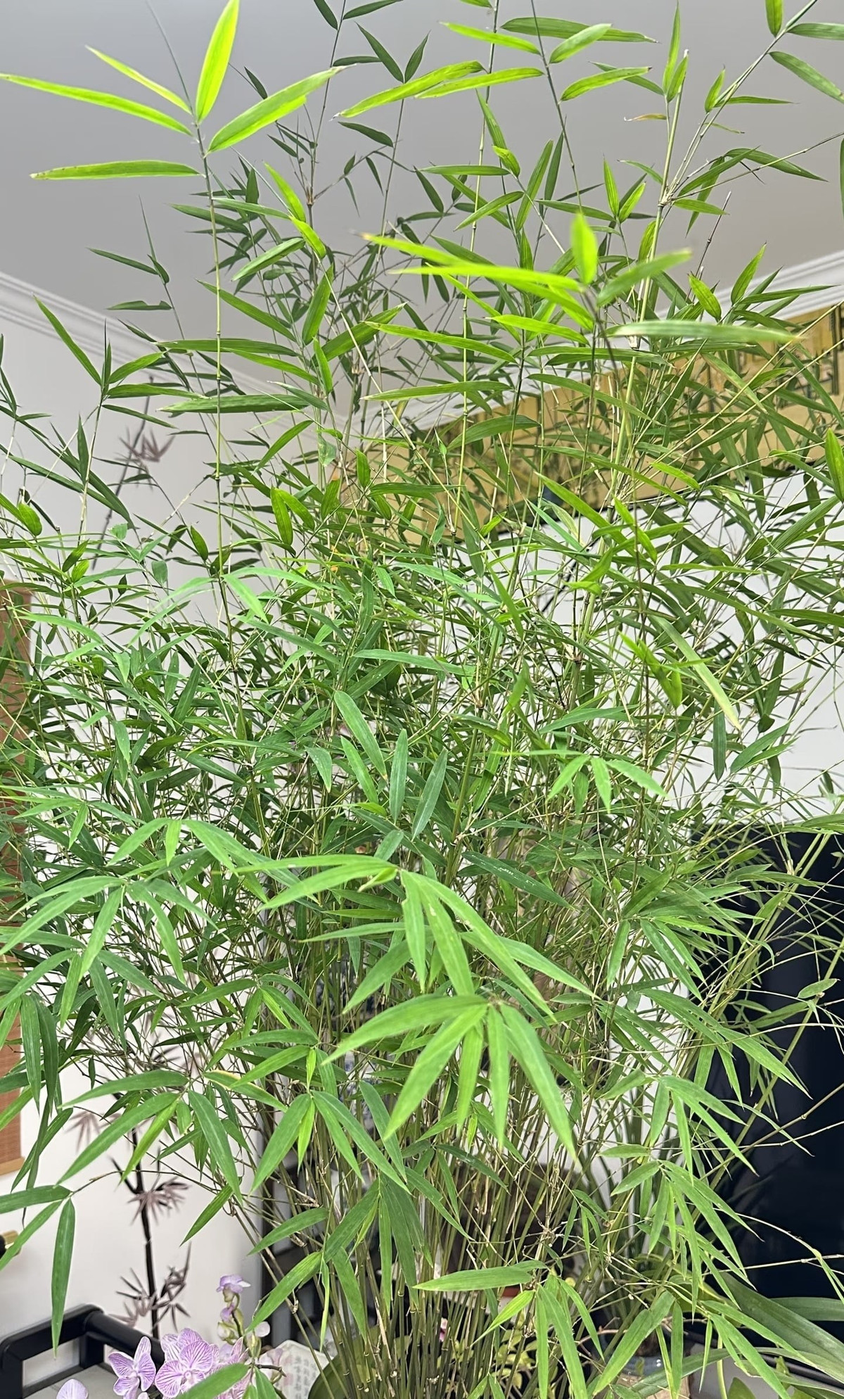 Nhờ cách phân bố cành lá hài hòa, ánh sáng – bóng tối rõ nét, tre Nội Mông được mệnh danh là “Rolls Royce của thế giới tre”, gợi cảm giác như bước ra từ tranh thủy mặc.