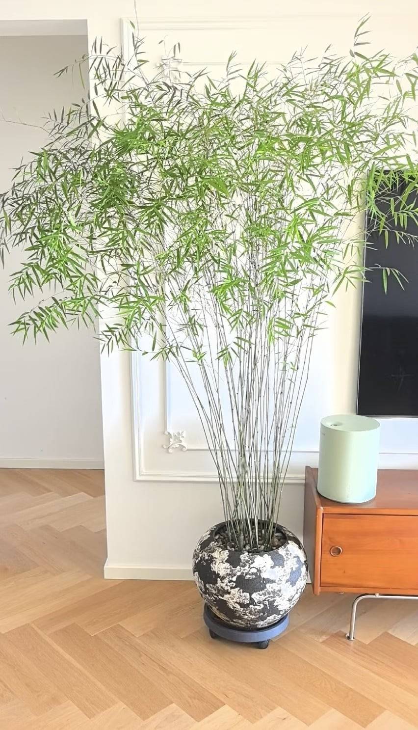 Không chỉ để trang trí, tre còn mang ý nghĩa biểu tượng sâu sắc, tượng trưng cho sự kiên cường, điềm tĩnh, may mắn và tinh thần vượt khó.