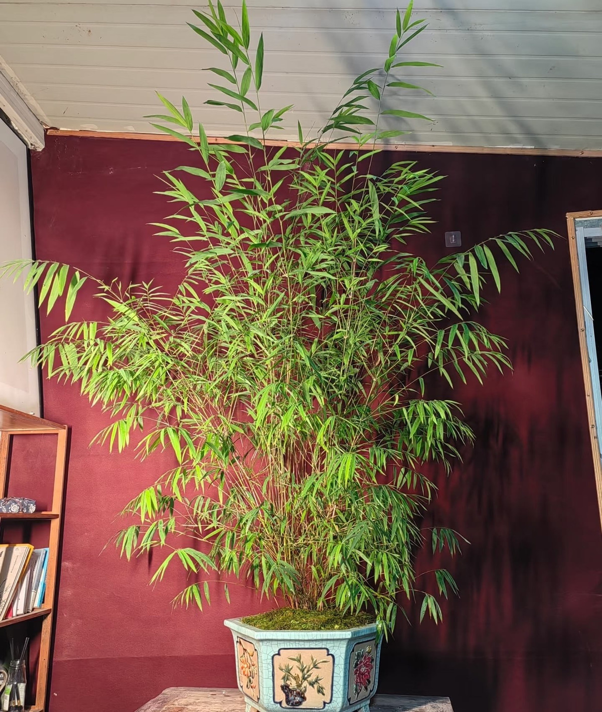 Trong tự nhiên, cây có thể cao 5–6 m, nhưng khi trồng chậu được thu nhỏ tinh tế. Đặc biệt, mặt sau lá có lớp lông tơ mịn, tạo hiệu ứng ánh sáng dịu nhẹ vô cùng cuốn hút.