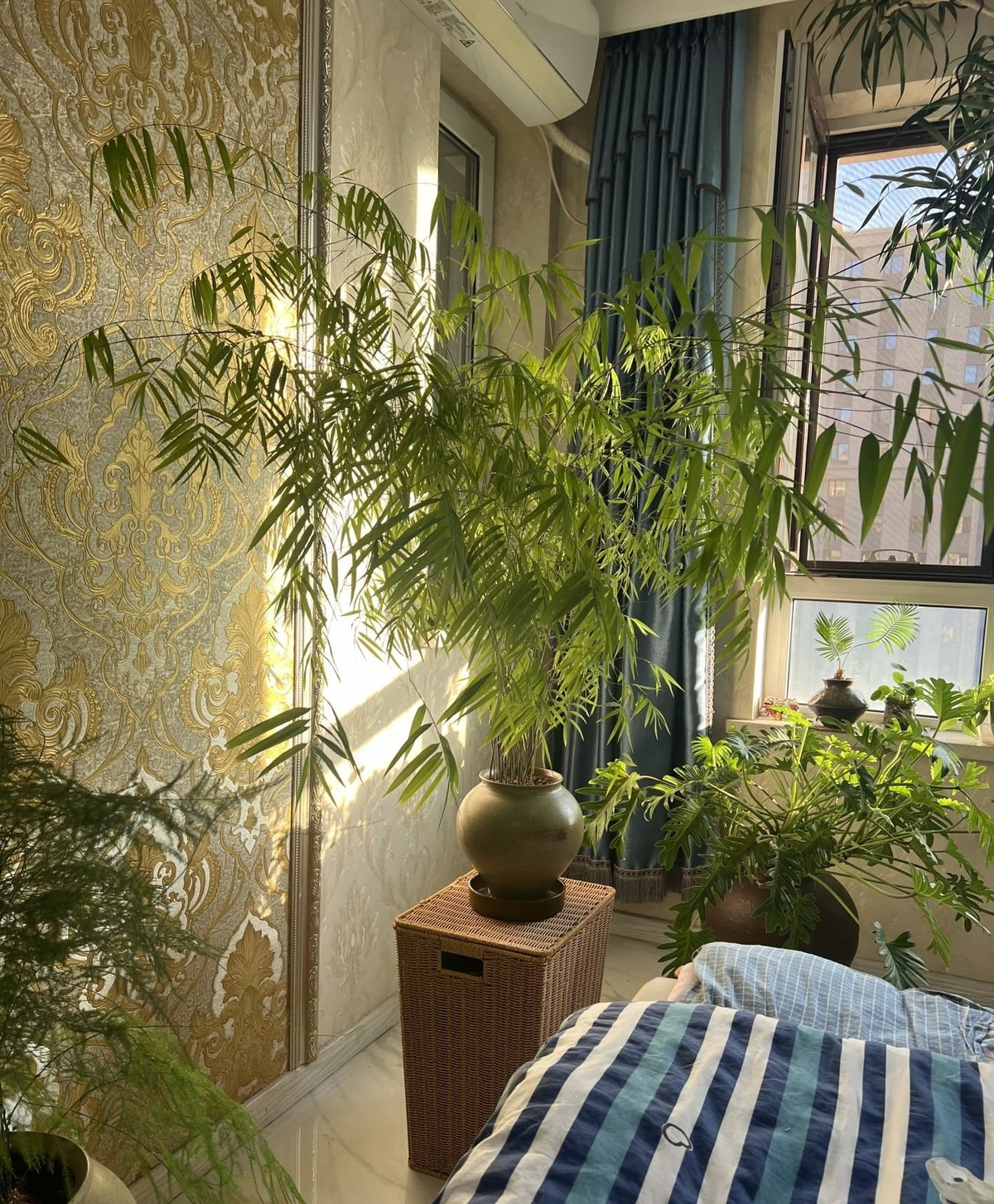 Sự quý hiếm, vẻ đẹp thanh cao cùng quá trình nhân giống phức tạp khiến tre Nội Mông trở thành cây cảnh đắt đỏ, được xem như biểu tượng của lối sống tinh tế và an nhiên.