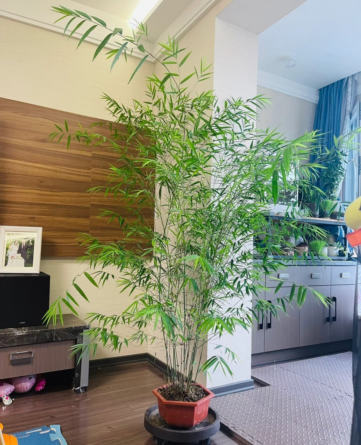 Khác với những cây cảnh rực rỡ, tre chinh phục người nhìn bằng sự thanh mát, nhẹ nhàng. Chỉ cần một chậu tre, một chiếc đèn và khoảng trống đủ rộng, không gian đã trở nên đầy chất thiền.