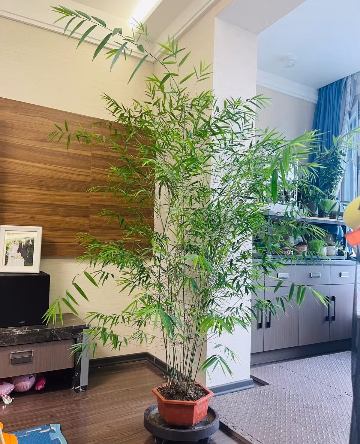 Khác với những cây cảnh rực rỡ, tre chinh phục người nhìn bằng sự thanh mát, nhẹ nhàng. Chỉ cần một chậu tre, một chiếc đèn và khoảng trống đủ rộng, không gian đã trở nên đầy chất thiền.