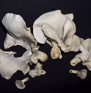 Nấm thường mọc trên cây gỗ mục trong rừng thành từng đám lớn. Đặc biệt, Omphalotus nidiformis phát sáng trong đêm khi trời ẩm, sau cơn mưa, nhờ vào phản ứng hóa học giữa enzym luciferase và hợp chất luciferin, tạo ra ánh sáng xanh dịu nhẹ tương tự như ánh sáng của đom đóm. Theo đó, nấm ma là một trong những loài nấm bí ẩn nhất thế giới.