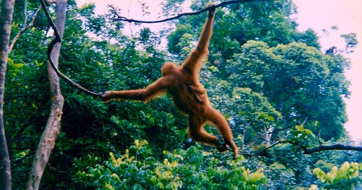 Các nhà khoa học Đại học Warwick (Anh) mới công bố nghiên cứu quan trọng khi phát hiện đười ươi hoang dã giao tiếp với độ phức tạp nhiều lớp - đặc điểm trước đây được cho là duy nhất ở con người, cho thấy khả năng này có nguồn gốc tiến hóa lâu đời hơn nhiều so với nhận định trước đây. Ảnh: Ancient Origins.