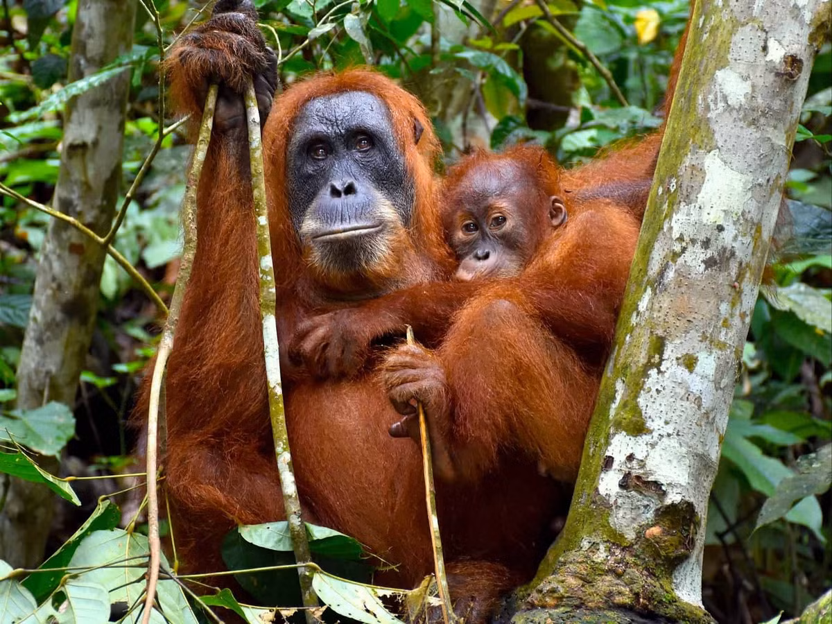 Khả năng điều chỉnh nhịp điệu để phù hợp với các mối nguy hiểm khác nhau cho thấy loài đười ươi không chỉ tạo ra âm thanh mà chúng còn sử dụng cấu trúc ba lớp để truyền tải thông tin có ý nghĩa về thế giới bên ngoài. Ảnh: sumatra-ecotravel.com.