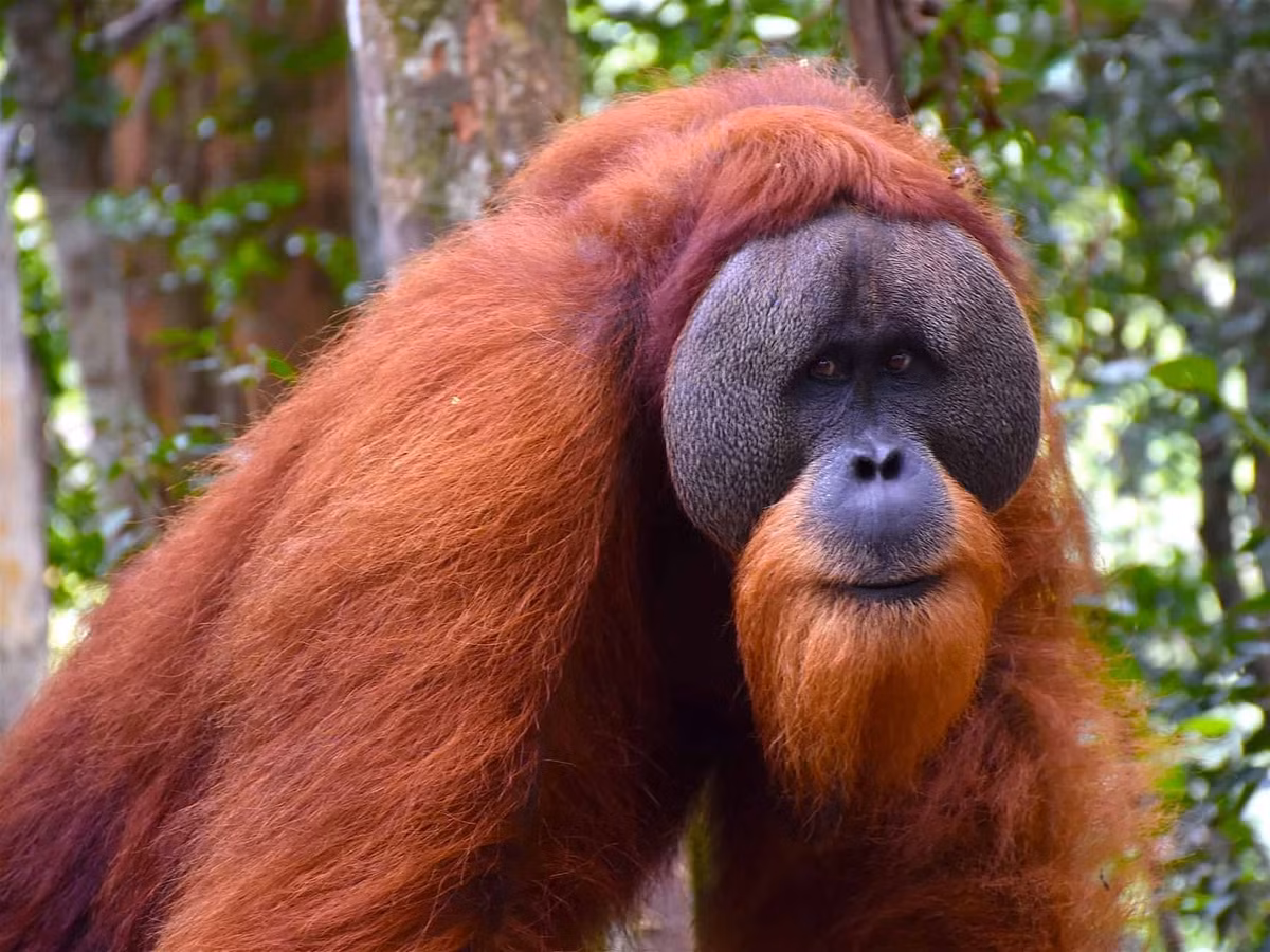 "Khám phá này cho thấy nguồn gốc của một trong những đặc điểm nổi bật nhất của ngôn ngữ con người - đệ quy - đã hiện diện trong quá khứ tiến hóa của chúng ta", Tiến sĩ De Gregorio cho hay. Ảnh: sumatra-ecotravel.com.