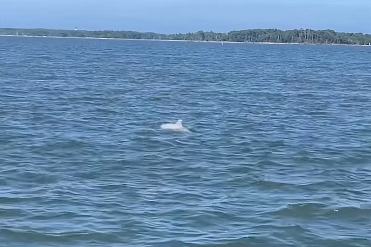 Video do thuyền trưởng John Shields quay đã được Snug Harbor Marina đăng tải lên Facebook vào ngày 15/8. Trong đoạn video, một con cá heo mũi chai màu trắng đang bơi lượn, liên tục trồi lên và lặn xuống mặt nước trước sự kinh ngạc, thích thú của những du khách có mặt trên thuyền. Ảnh: Captain John Shields.