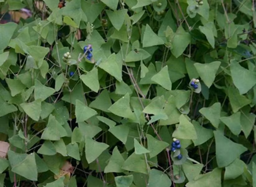 Thồm lồm gai không chỉ giúp xua đuổi rắn mà còn có thể ăn được và có nhiều công dụng chữa bệnh trong đông y.