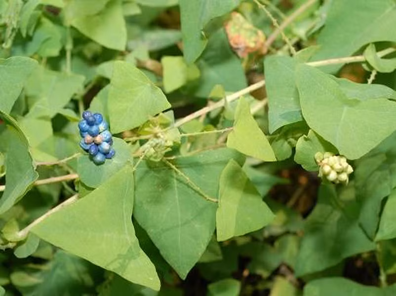 Hoa của thồm lồm gai mọc thành bông ngắn ở ngọn, cũng có bẹ chìa như lá; cuống dài và có gai nhọn; hoa nhỏ màu trắng hoặc xanh nhạt.