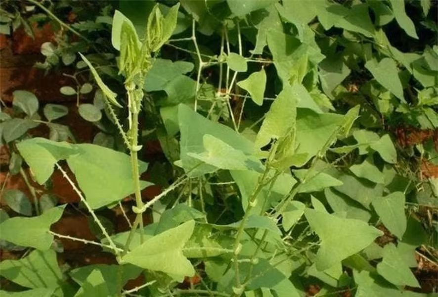 Thồm lồm gai là loại cây sống lâu năm có thân mọc bò hay leo.