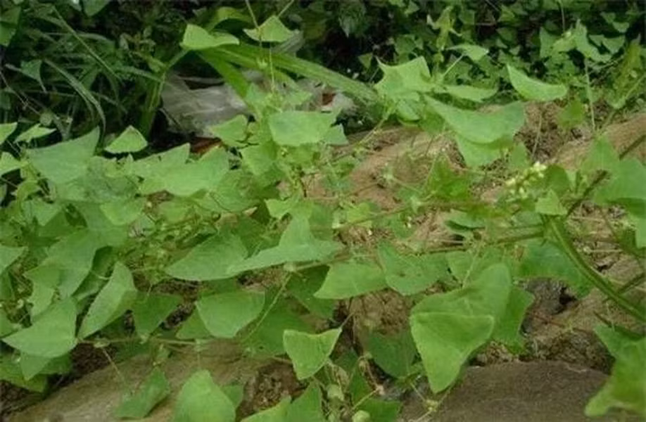 Thồm lồm gai hay còn gọi là rau má ngọ, rau sông chua dây, thuộc họ rau răm.