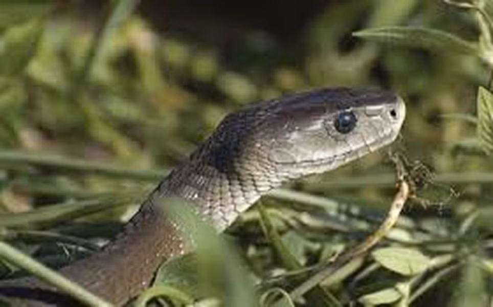 Thồm lồm gai phát triển rất nhanh, chúng có nhiều gai ngược khiến rắn bị thương khi tiếp xúc. Trồng thồm lồm gai trong sân có thể xua đuổi rắn hiệu quả.