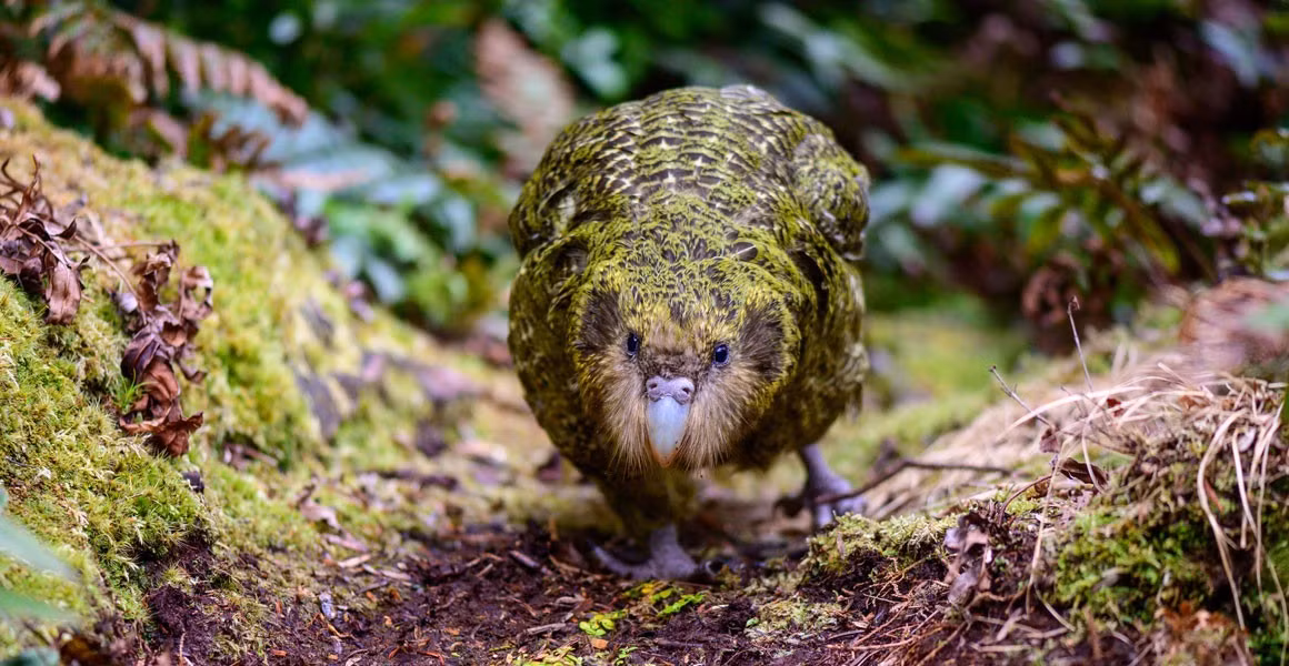 Loài vẹt Kakapo được nhà điểu học người Anh George Robert Gray mô tả lần đầu tiên vào năm 1845. Khác với nhiều loài vẹt trên thế giới, Kakapo không thể bay. Ảnh: Jake Osborne/flickr (CC BY-NC-SA 2.0).
