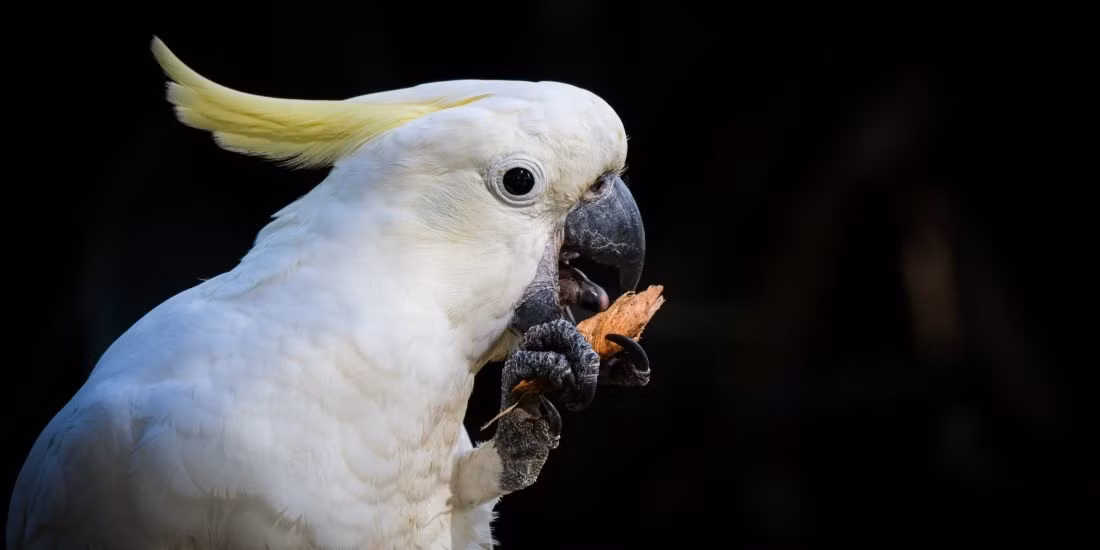 Nhóm nghiên cứu đưa ra kết luận trên sau khi đánh dấu cho 24 con vẹt mào lưu huỳnh - đại diện cho khoảng 1/5 quần thể địa phương - và theo dõi hành vi của chúng. Ảnh: incidentalnaturalist.
