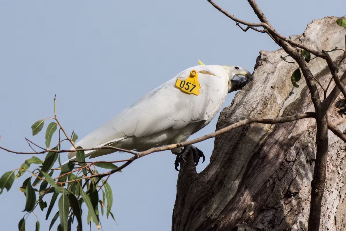 Thêm nữa, các nhà nghiên cứu cũng ghi nhận hàng dài hơn 10 con vẹt mào lưu huỳnh xếp hàng chờ đến lượt để có thể sử dụng vòi nước công cộng. Một số con vẹt khá kiên nhẫn khi chúng thường xếp hàng ngay ngắn, thậm chí có thể chờ đến lượt khoảng 10 phút. Ảnh: incidentalnaturalist.