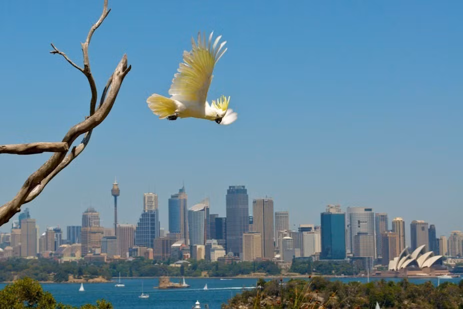 Cụ thể, nhóm nghiên cứu đã quan sát, thu thập dữ liệu về những con vẹt mào lưu huỳnh tại một công viên ở thành phố Sydney, Australia. Họ bất ngờ trước trí thông minh đáng kinh ngạc của chúng. Ảnh: chris jd/Flickr.