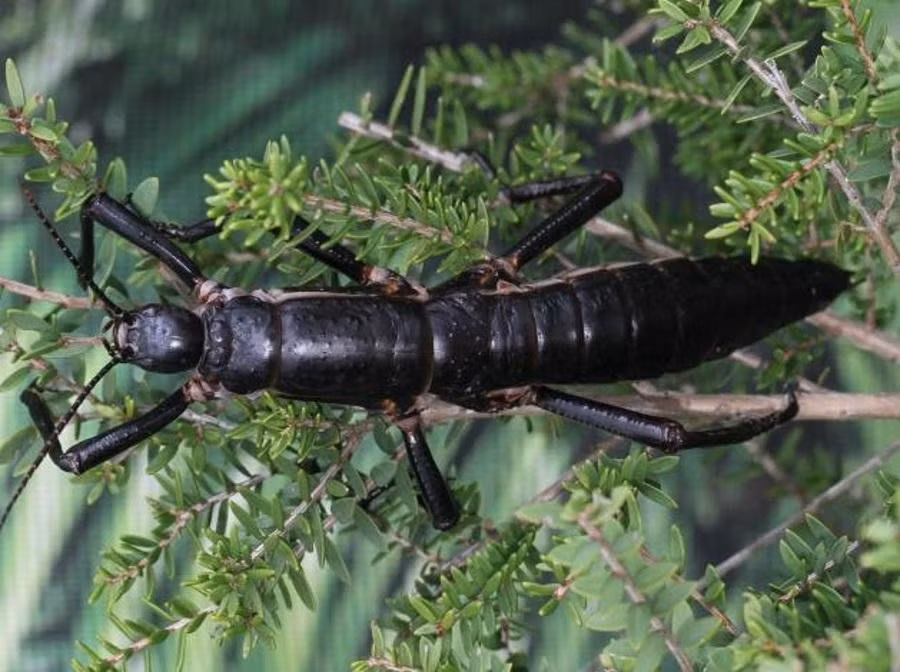 Để bảo tồn loài này, các chuyên gia đã thực hiện một chương trình nuôi nhốt và nhân giống 4 cá thể bọ que đảo Lord Howe. Vườn thú Melbourne và Vườn thú San Diego là những nơi có thể quan sát các cá thể bọ que đảo Lord Howe nhờ chương trình nuôi nhốt và nhân giống. Ảnh: theinsectguide.net.