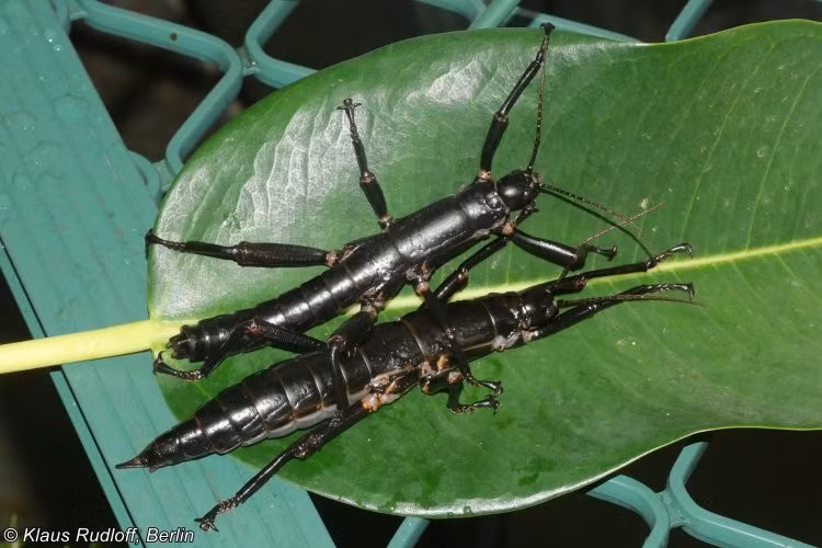 Theo Sách Đỏ IUCN, bọ que đảo Lord Howe vẫn đang trong tình trạng cực kỳ nguy cấp, với số lượng cá thể sống hoang dã chỉ khoảng 9 - 35. Ảnh: biolib.cz.