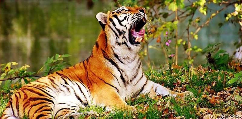 Tuổi Dần. Trong tuần mới, con giáp này kiên trì, nhẫn nại nên có thể vượt qua khó khăn, thử thách lớn. Nhờ được quý nhân giúp đỡ, chỉ dẫn đúng thời điểm, người tuổi Dần có thể đạt được thành tựu lớn, tiền đồ rộng mở.