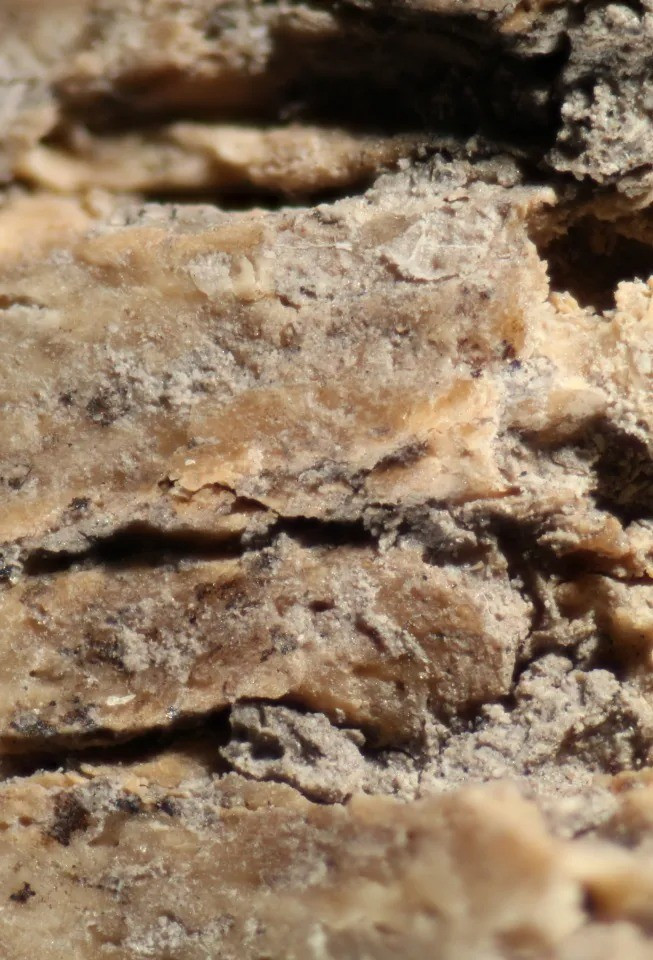 Theo nhà khảo cổ Stella, nhóm nghiên cứu đã tìm thấy bằng chứng cho thấy thịt chó được sử dụng để chế biến thành món ăn trong các bữa tiệc cộng đồng diễn ra vào khoảng 2.500 năm trước. Ảnh: Stella Nikolova / BNSF.