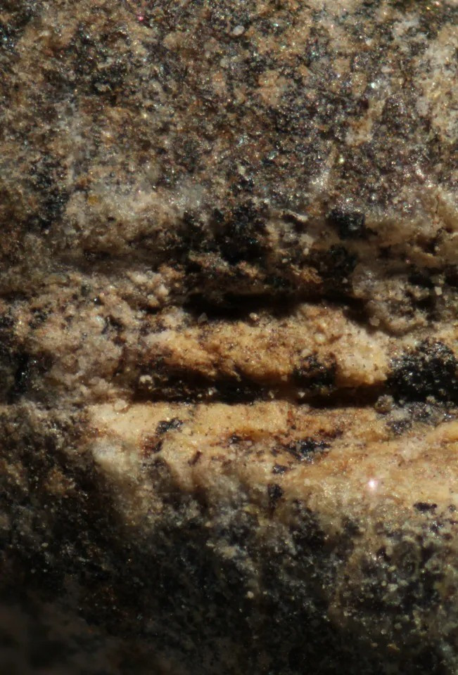 "Thịt chó không phải là thứ nhất thiết phải ăn vì nghèo đói bởi vì cư dân sống ở những địa điểm này rất giàu gia súc - vốn là nguồn cung cấp protein chính", nhà khảo cổ học động vật Stella Nikolova tại Viện Khảo cổ học Quốc gia thuộc Bảo tàng Học viện Khoa học Bulgaria cho hay. Ảnh: Stella Nikolova / BNSF.