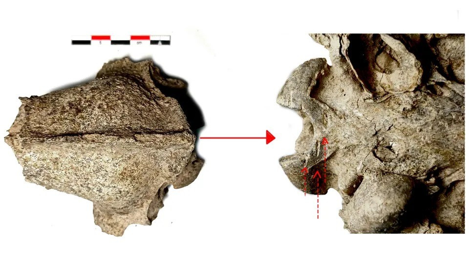 Các vết cắt trên hàng chục bộ xương chó được tìm thấy tại các địa điểm khảo cổ trên cho thấy con người đã ăn thịt chó cách đây 2.500 năm. Họ ăn thịt chó không chỉ vì không có lựa chọn nào khác mà coi đó là một món ăn ngon. Ảnh: Stella Nikolova.