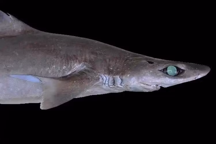 Do nhu cầu sử dụng squalen trong việc sản xuất mỹ phẩm ngày càng cao nên loài cá mập gulper bị đánh bắt quá mức trong những năm qua. Ảnh: D Ross Roberston/Public Domain.